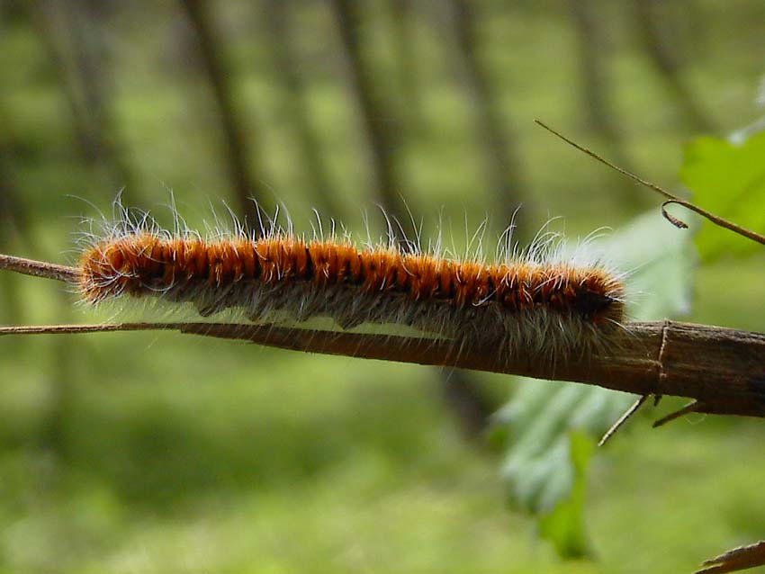 Bruchi di Cymbalophora pudica e Lasiocampa quercus