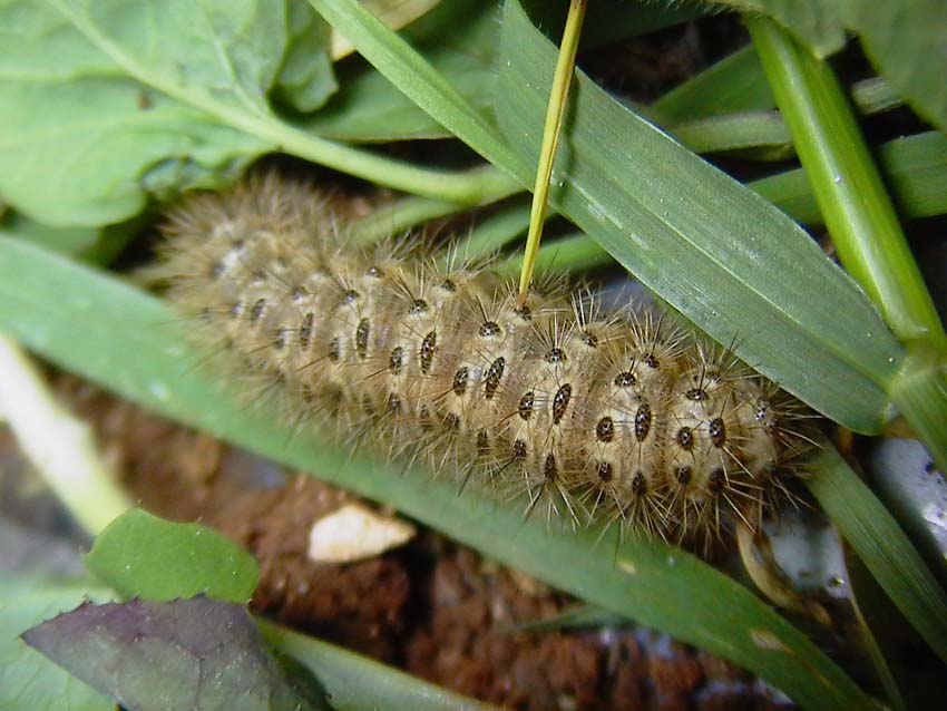 Bruchi di Cymbalophora pudica e Lasiocampa quercus