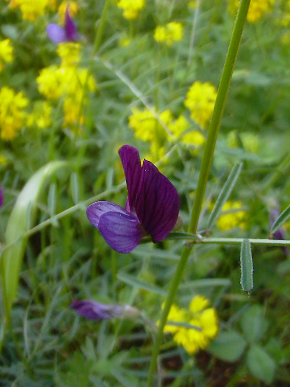 Vicia peregrina  e  V. sativa