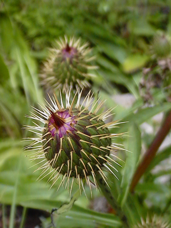 Klasea flavescens subsp. cichoracea (=Serratula cichoracea)/ Cerretta spinulosa