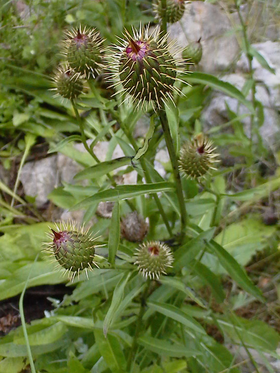 Klasea flavescens subsp. cichoracea (=Serratula cichoracea)/ Cerretta spinulosa