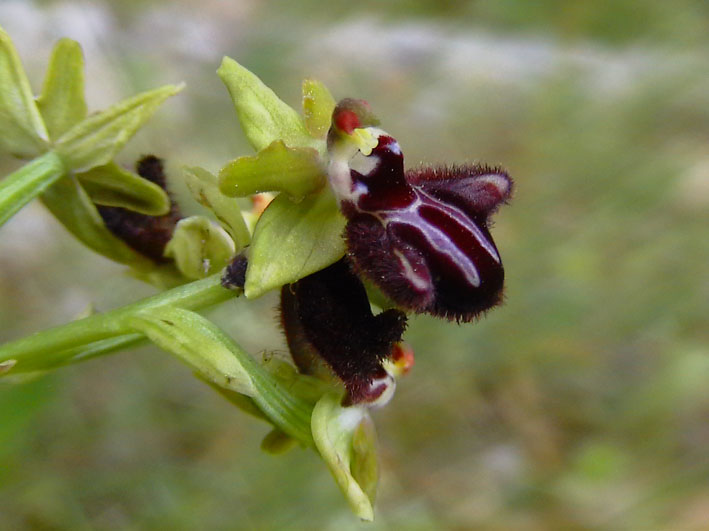 Ophrys holoserica e altre orchidee