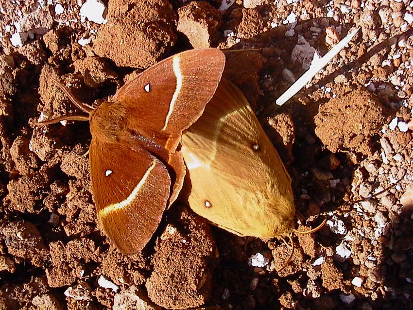 Bruchi di Cymbalophora pudica e Lasiocampa quercus