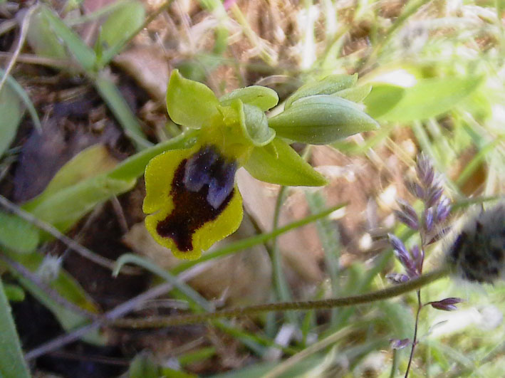 Ophrys holoserica e altre orchidee