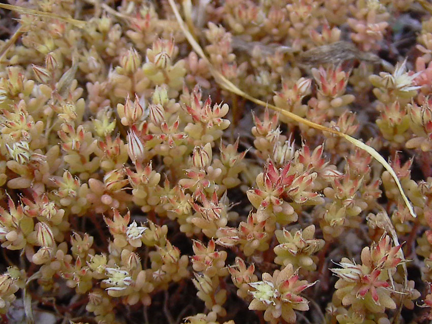 Sedum rubens / Borracina rossa