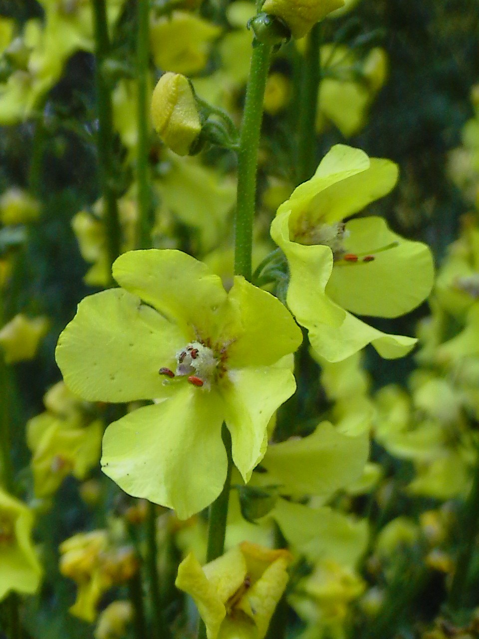 Verbascum thapsus ?