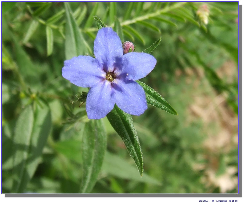 Un fiore per le ragazze del forum ...