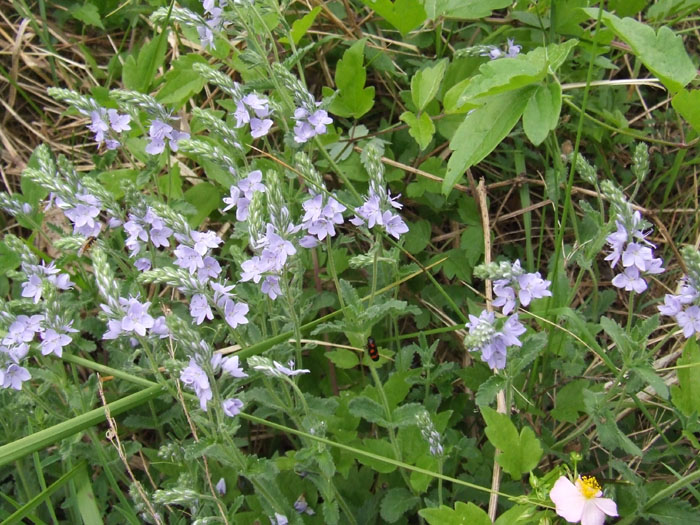 Veronica orsiniana / Veronica di Orsini