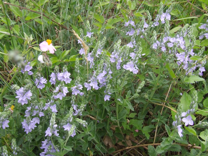 Veronica orsiniana / Veronica di Orsini