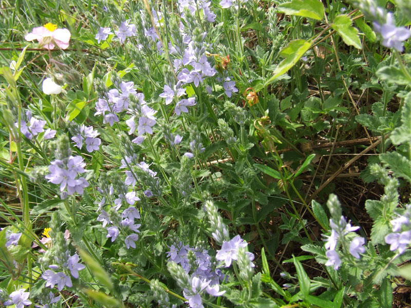 Veronica orsiniana / Veronica di Orsini