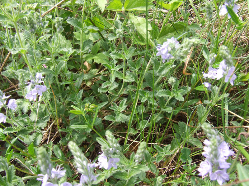 Veronica orsiniana / Veronica di Orsini