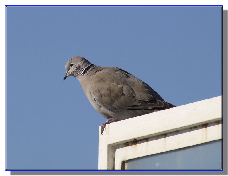 Tortora dal collare orientale - Streptopelia decaocto