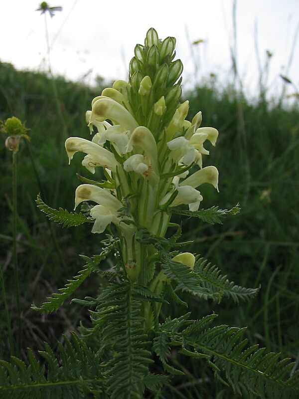 Pedicularis comosa / Pedicolare chiomosa