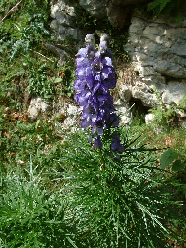 Aconitum napellus e Gentiana bavarica