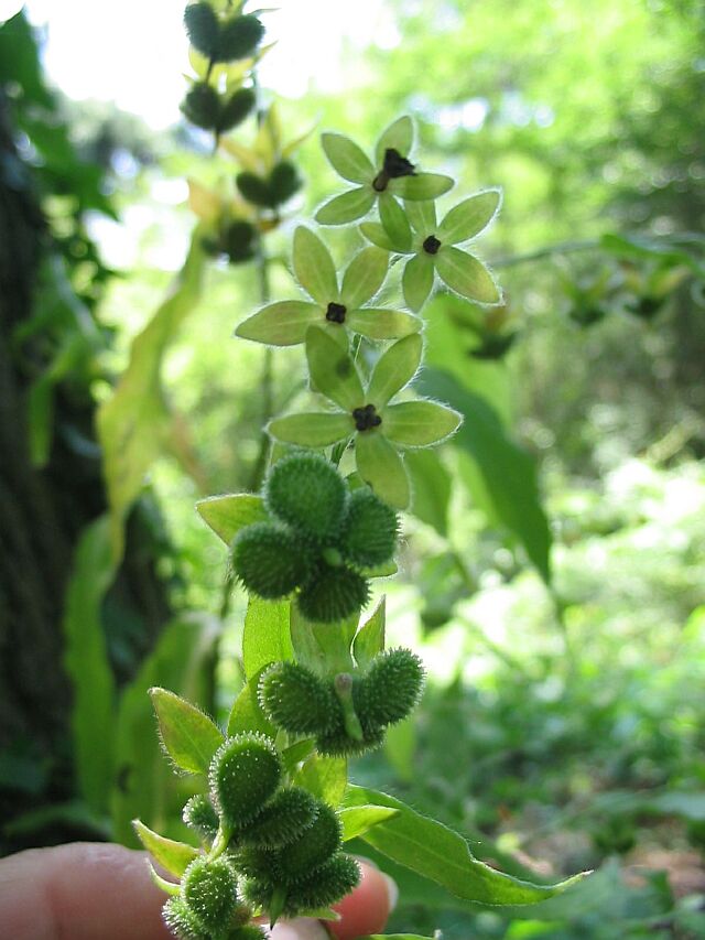 Cynoglossum officinale e Cynoglossum sp.