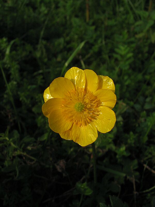 Ranunculus gr. montanus