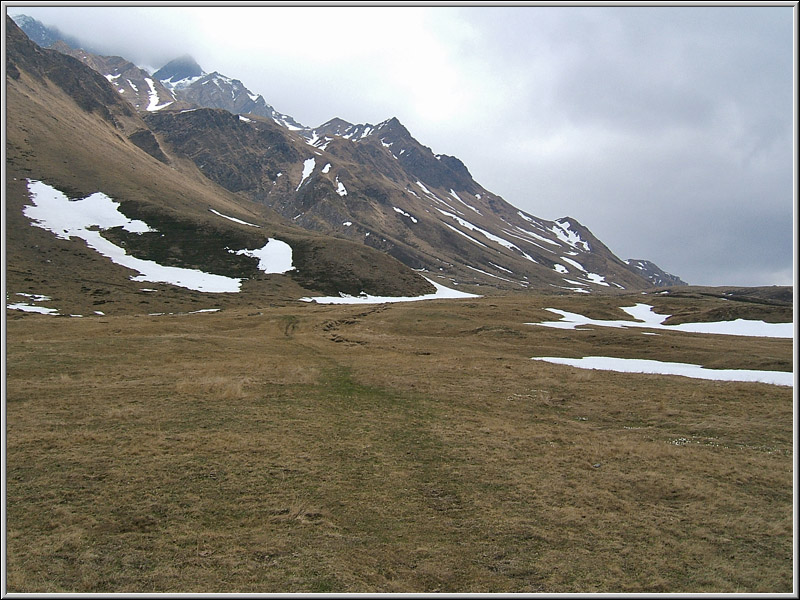 Saxifraga oppositifolia ed altre a quota 2000 m