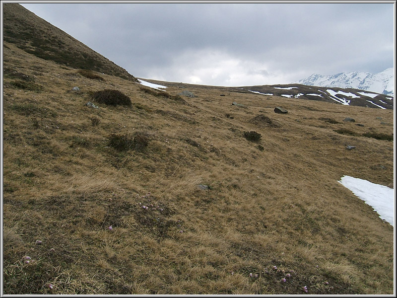 Saxifraga oppositifolia ed altre a quota 2000 m