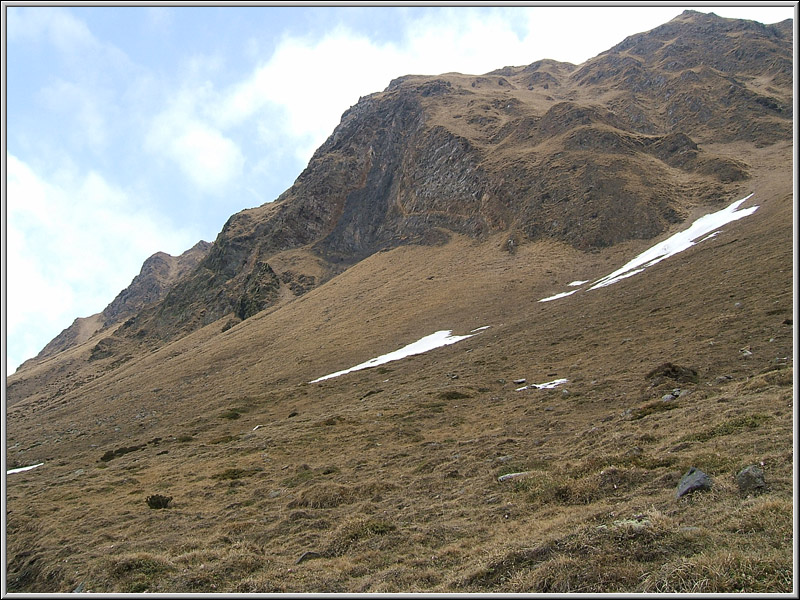 Saxifraga oppositifolia ed altre a quota 2000 m