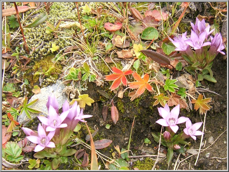 Gentiana cfr.ramosa