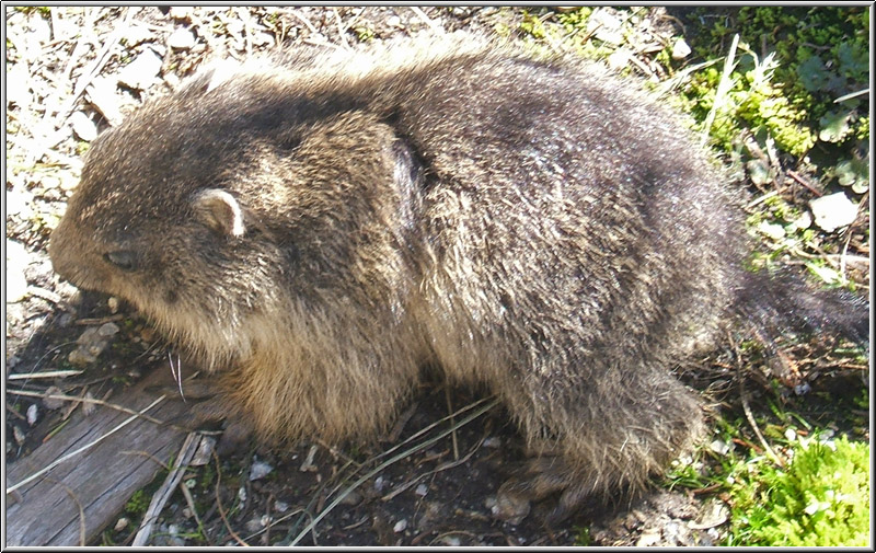 Marmotte 