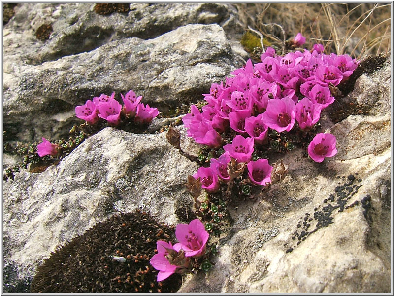 Saxifraga oppositifolia ed altre a quota 2000 m