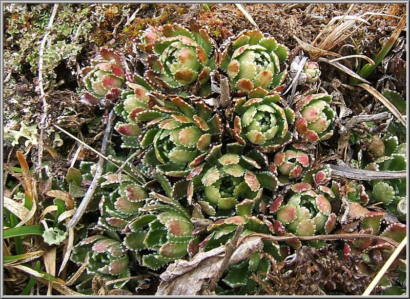 Saxifraga oppositifolia ed altre a quota 2000 m