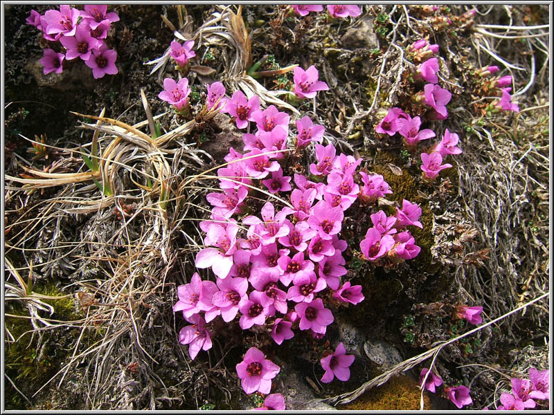 Saxifraga oppositifolia ed altre a quota 2000 m