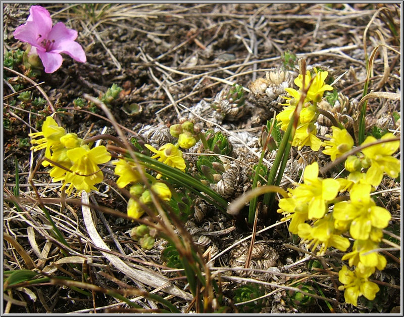 Saxifraga oppositifolia ed altre a quota 2000 m