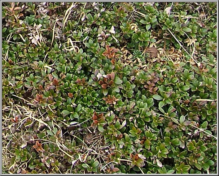 Saxifraga oppositifolia ed altre a quota 2000 m