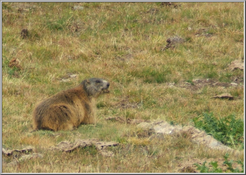 Marmotte 