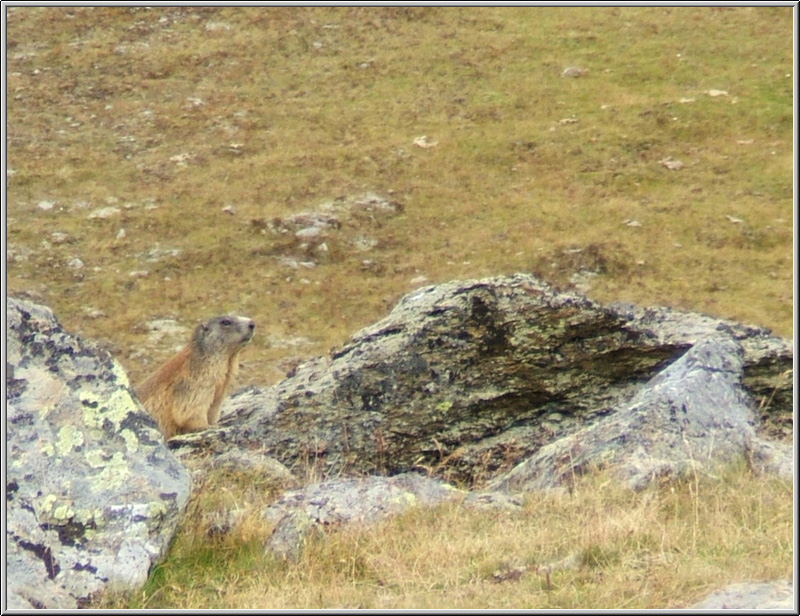 Marmotte 