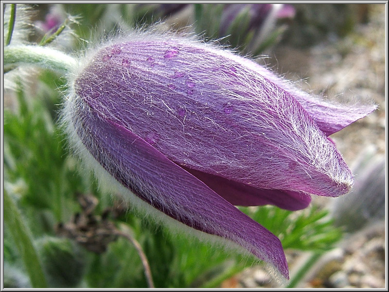 Fiori di primavera