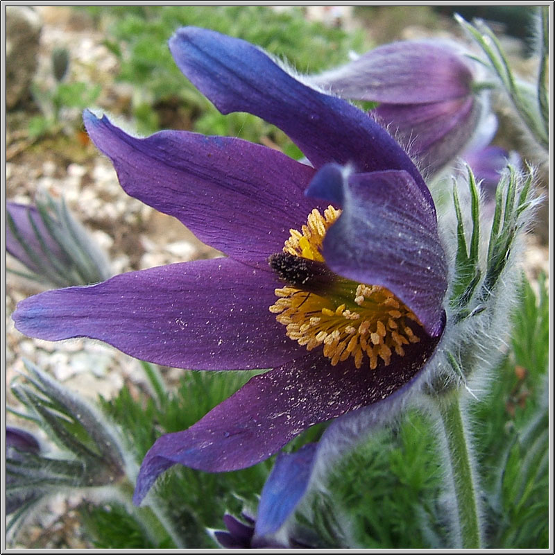 Fiori di primavera