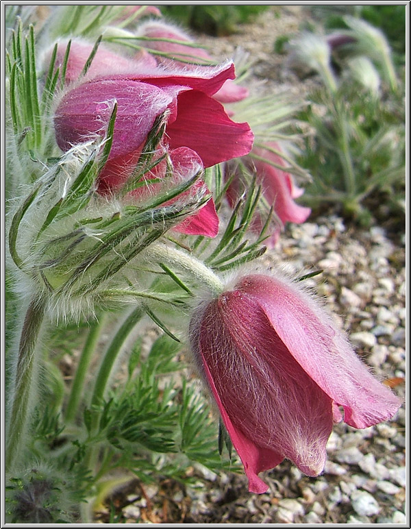 Fiori di primavera