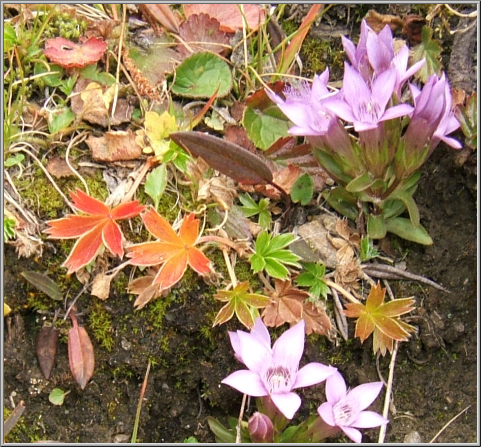 Gentiana cfr.ramosa