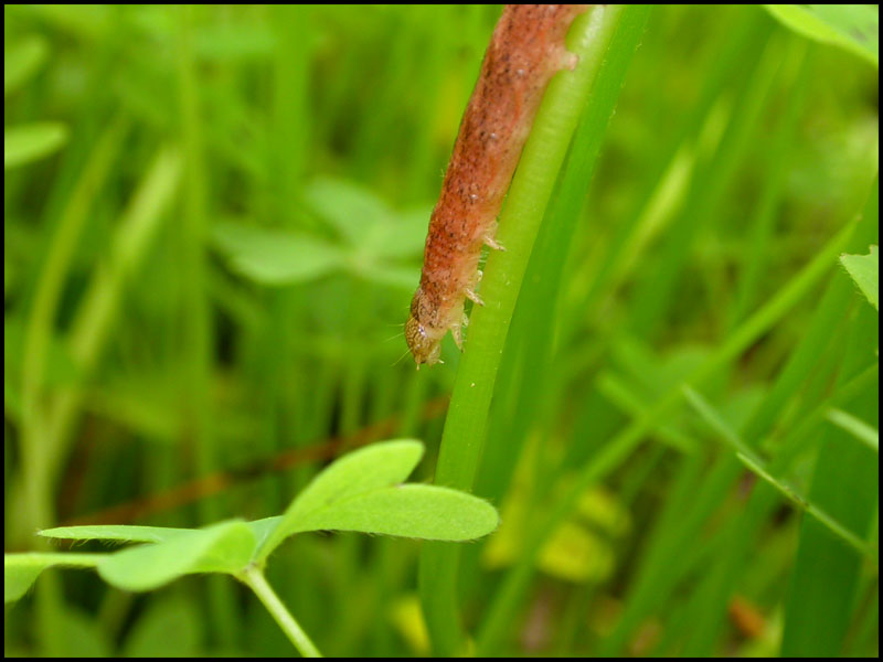 Bruco di Noctuidae