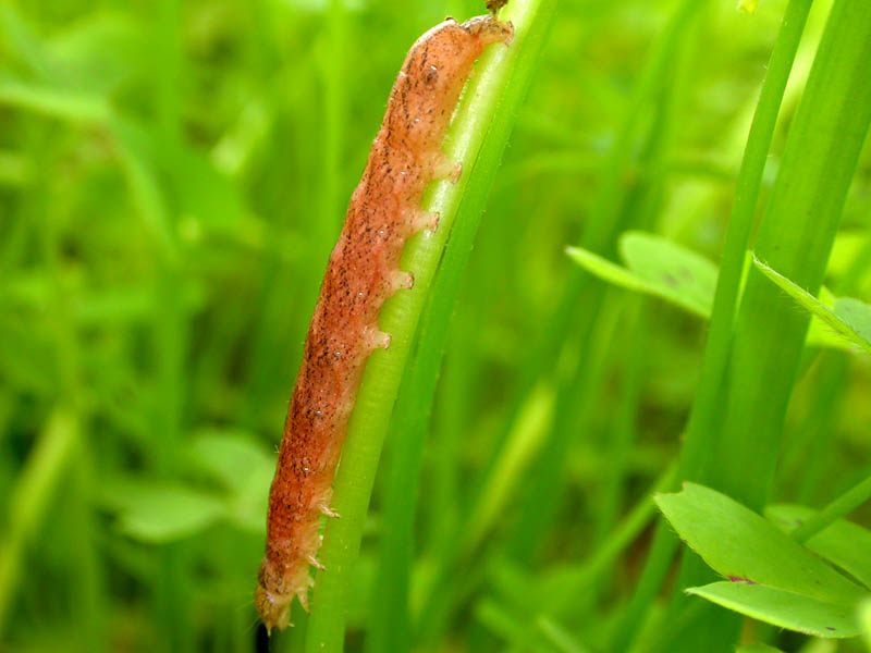 Bruco di Noctuidae