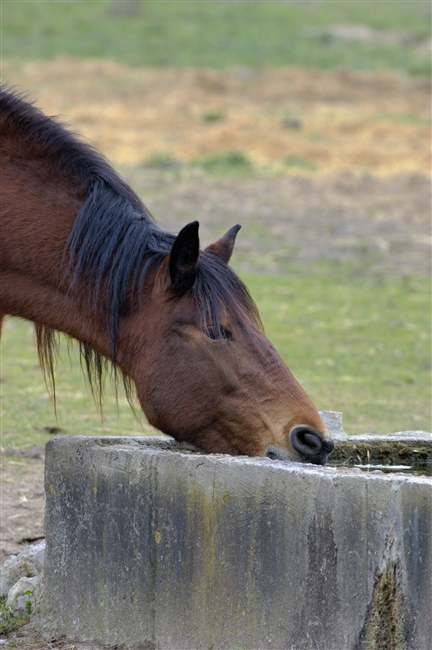 Cavallo