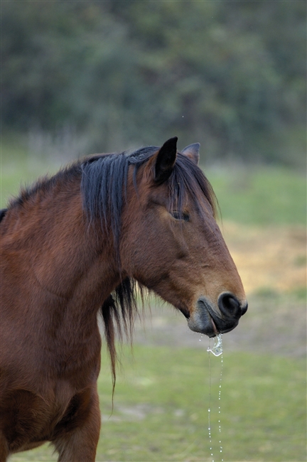 Cavallo