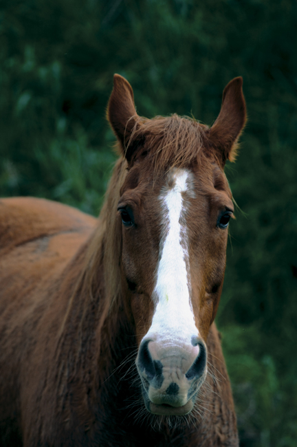 Cavallo