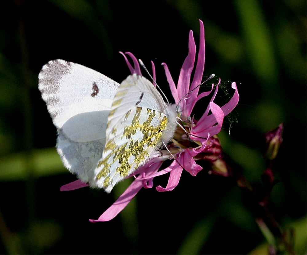 Anthocharis cardamines