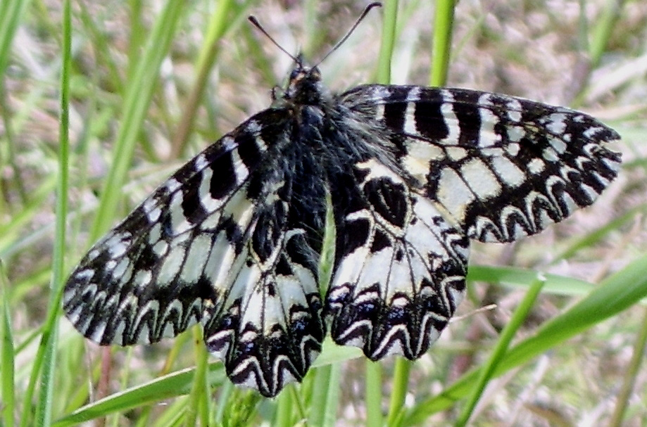 Z. polyxena f. cassandra v. melanica