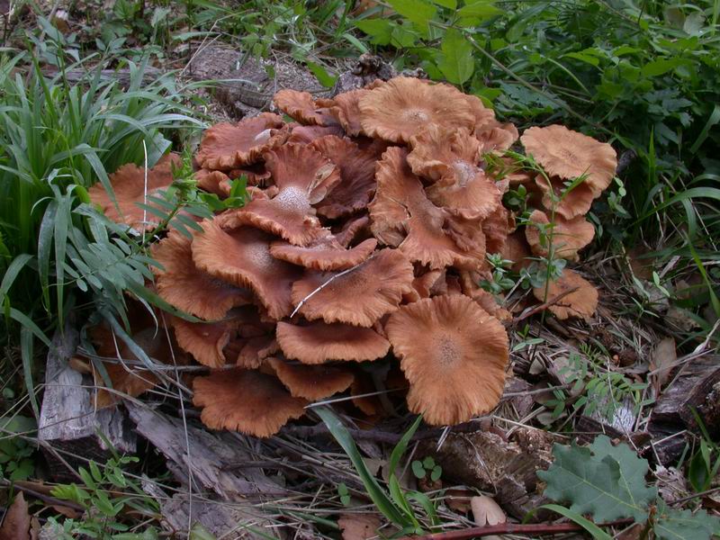 Escursione autunnale in Corsica - 2