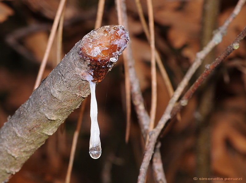 I colori dell''Inverno....