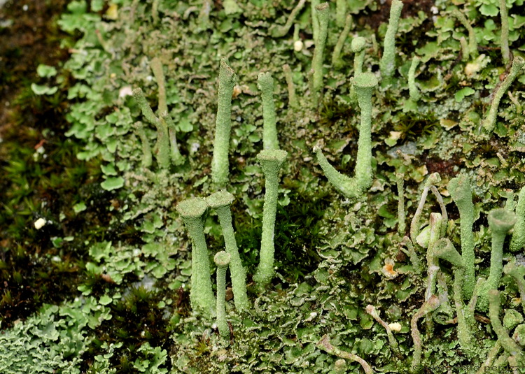 Licheni di Poggio Ripaghera