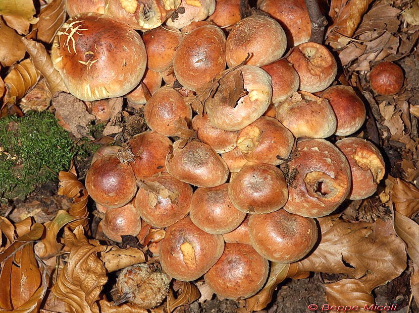 Funghi del vento e della siccit