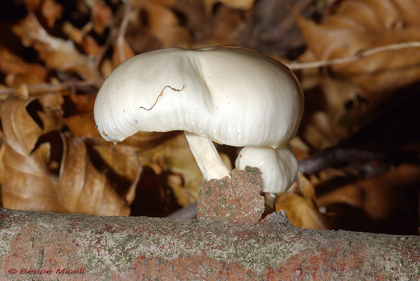 Funghi del vento e della siccit