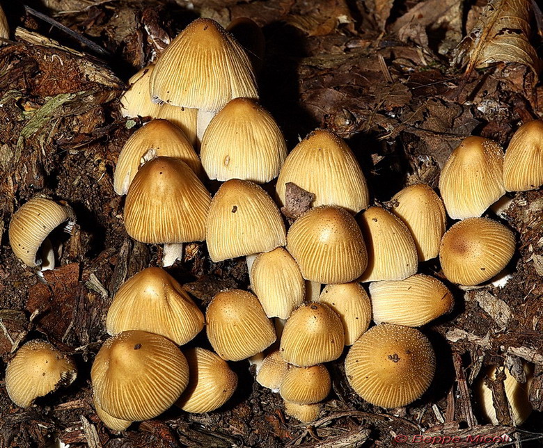 Funghi del vento e della siccit