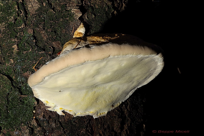 Funghi del vento e della siccit